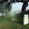  Camino de Sur (Video)