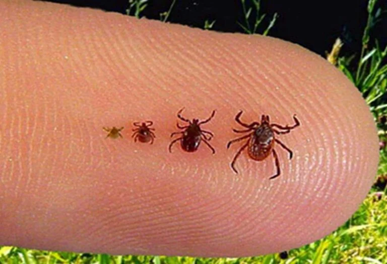 Garrapatas en el Camino de Santiago