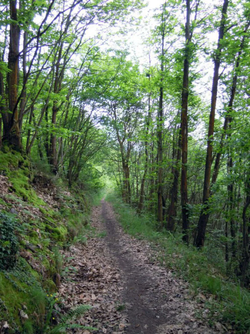 entre arbres camí primitiu