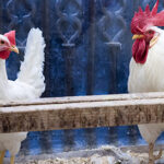 ¡El Camino Primitivo Brilla con Luz Propia!