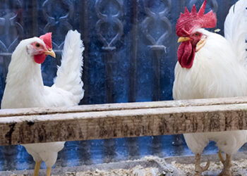 La Catedral que Canta: el milagro sigue vivo en Santo Domingo
