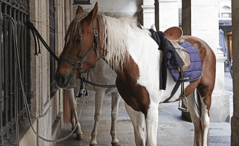 Baldomero y su Jinete, la Pareja Más Fotogénica del Camino Francés