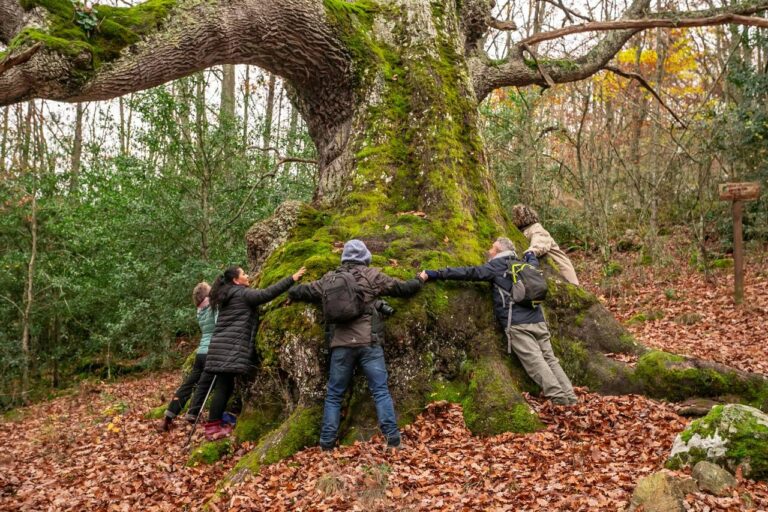 Los 10 Bosques Mágicos del Camino de Santiago