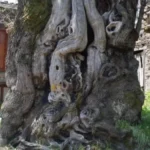 «El siglo del milagro»