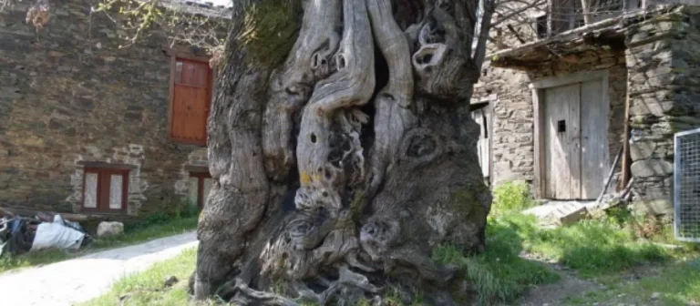 El habitante más antiguo del Camino de Santiago