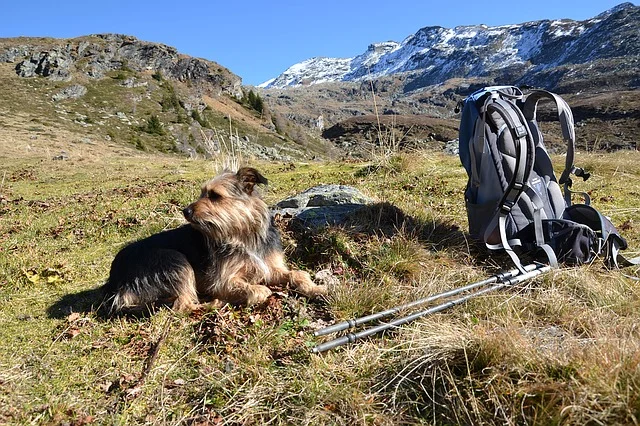 El Camino de Santiago también se recorre a cuatro patas