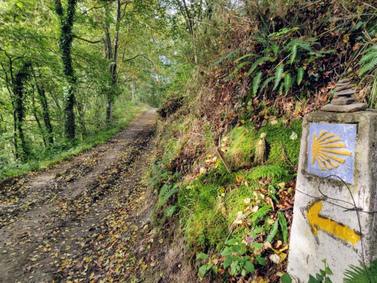 Camino Primitivo the forest
