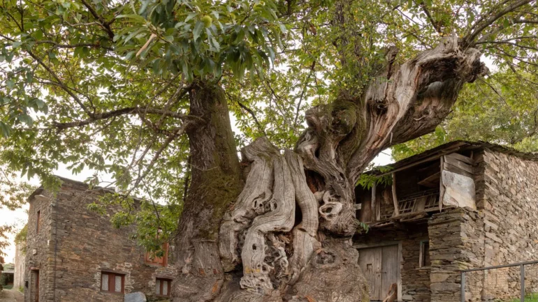 Castañeira de Ramil