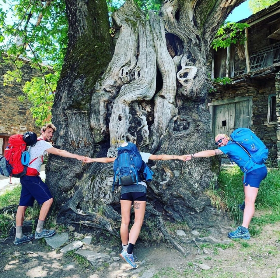 El pueblo del Camino donde un árbol vigila desde hace siglos