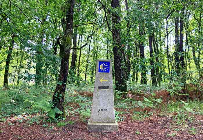 Stone waymarker with yellow scallop shell in a forest, pointing left for Camino de Santiago route