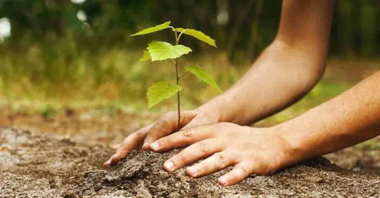 perché la riforestazione è importante 5 motivi per cui la riforestazione è vitale per il nostro pianeta 1024×536