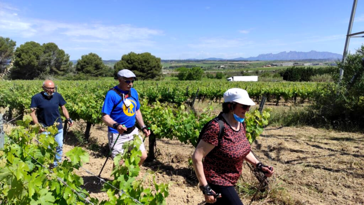 Three hikers walking along a vineyard row on a sunny day, using trekking poles and wearing hats.