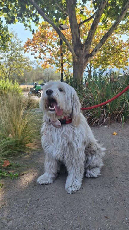 PERREGRINO EN LA VIA DE LOS ANDES