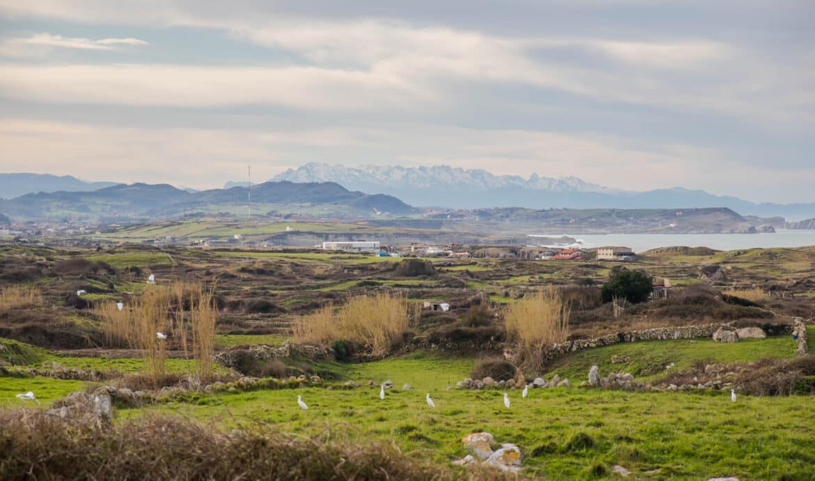 Coastal valley with grassy fields, scattered houses, and distant snow-capped mountains; white birds in the foreground.
