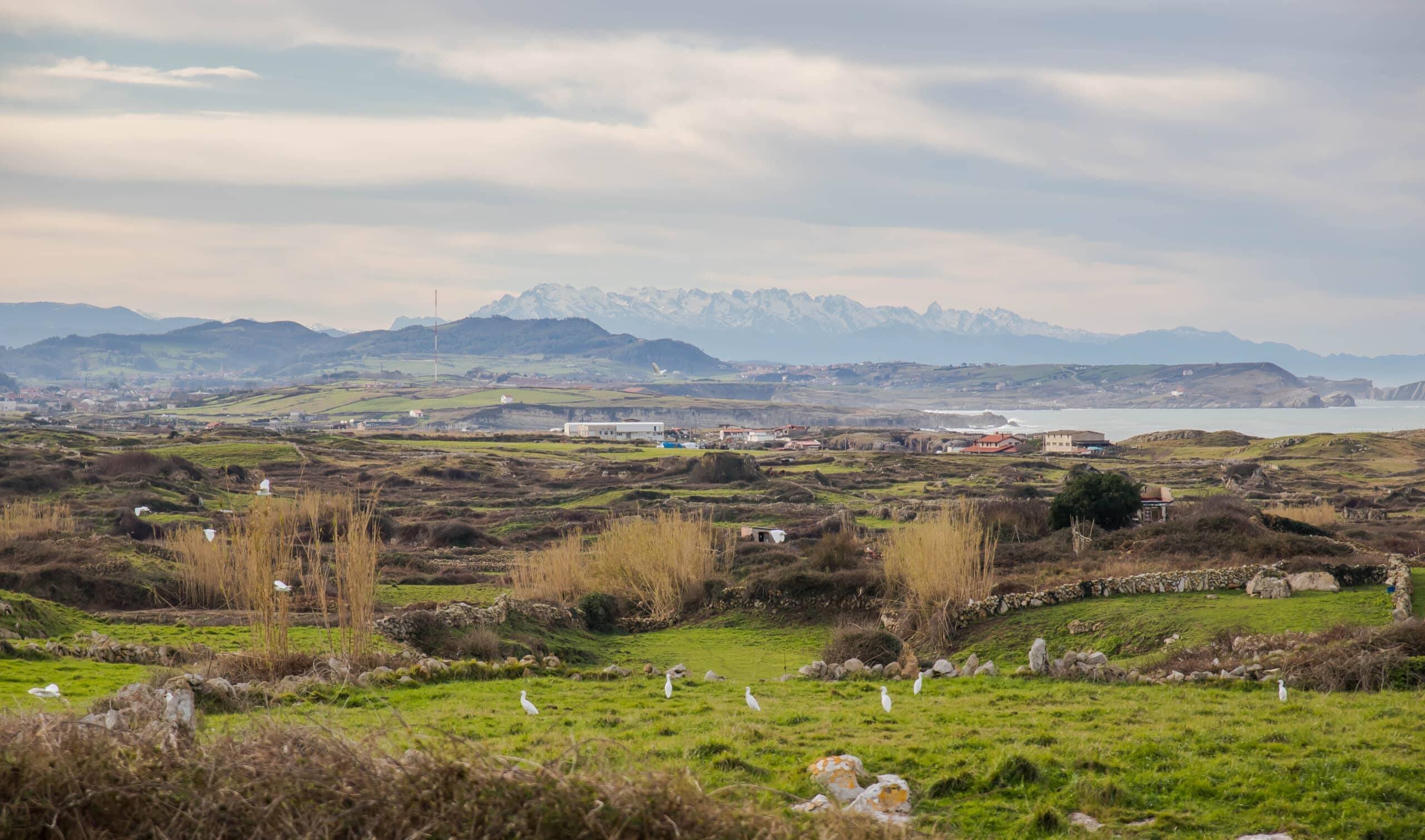 Coastal valley with grassy fields, scattered houses, and distant snow-capped mountains; white birds in the foreground.