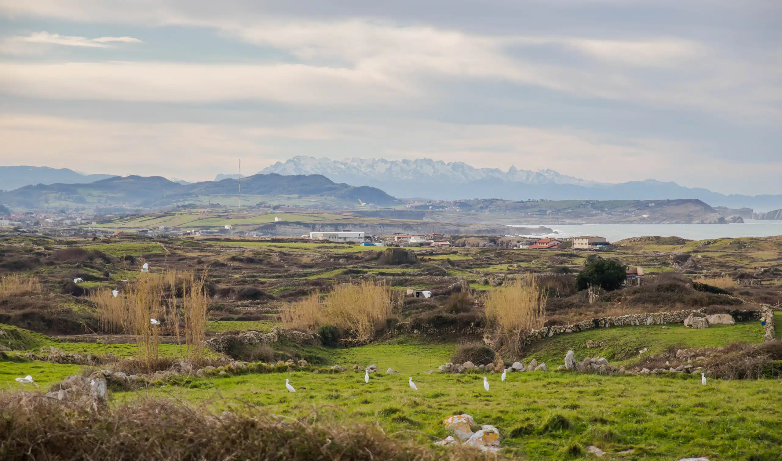 Vale costeiro com campos gramados, casas espalhadas e montanhas distantes cobertas de neve; pássaros brancos em primeiro plano.