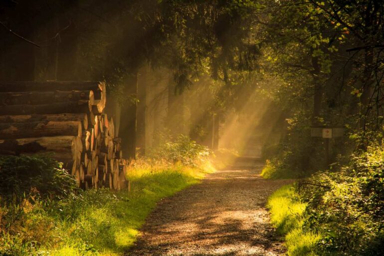 Forest path bathed in warm sunlight, with stacked logs on the left and dense trees framing the trail