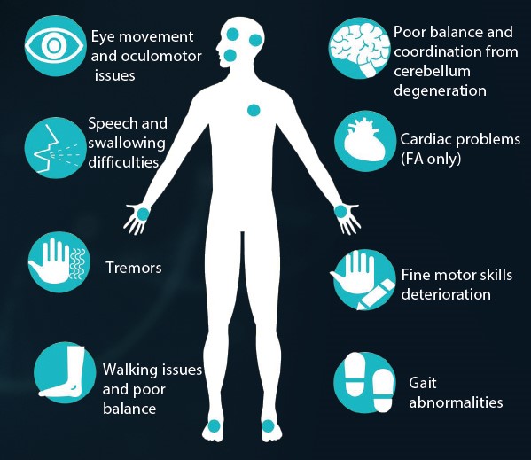 Infographic of a human silhouette with teal icons around it, listing symptoms: eye movement/oculomotor issues, poor balance and coordination from cerebellum degeneration, speech and swallowing difficulties, cardiac problems (FA only), tremors, fine motor skills deterioration, walking issues and poor balance, and gait abnormalities.