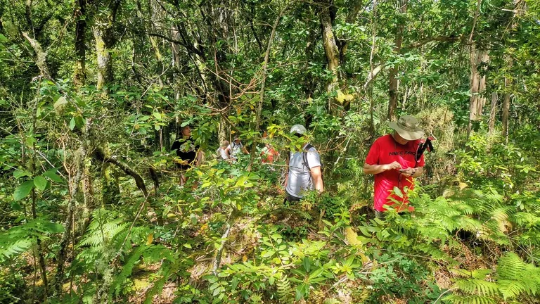 Group of hikers walking through a dense green forest under leafy trees.