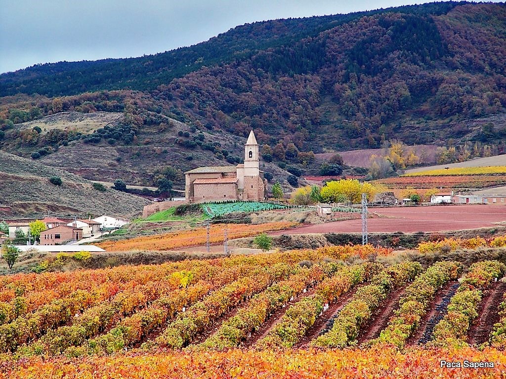 Autumn vineyard in the foreground with orange rows, a stone church and bell tower in a valley against rolling hills.