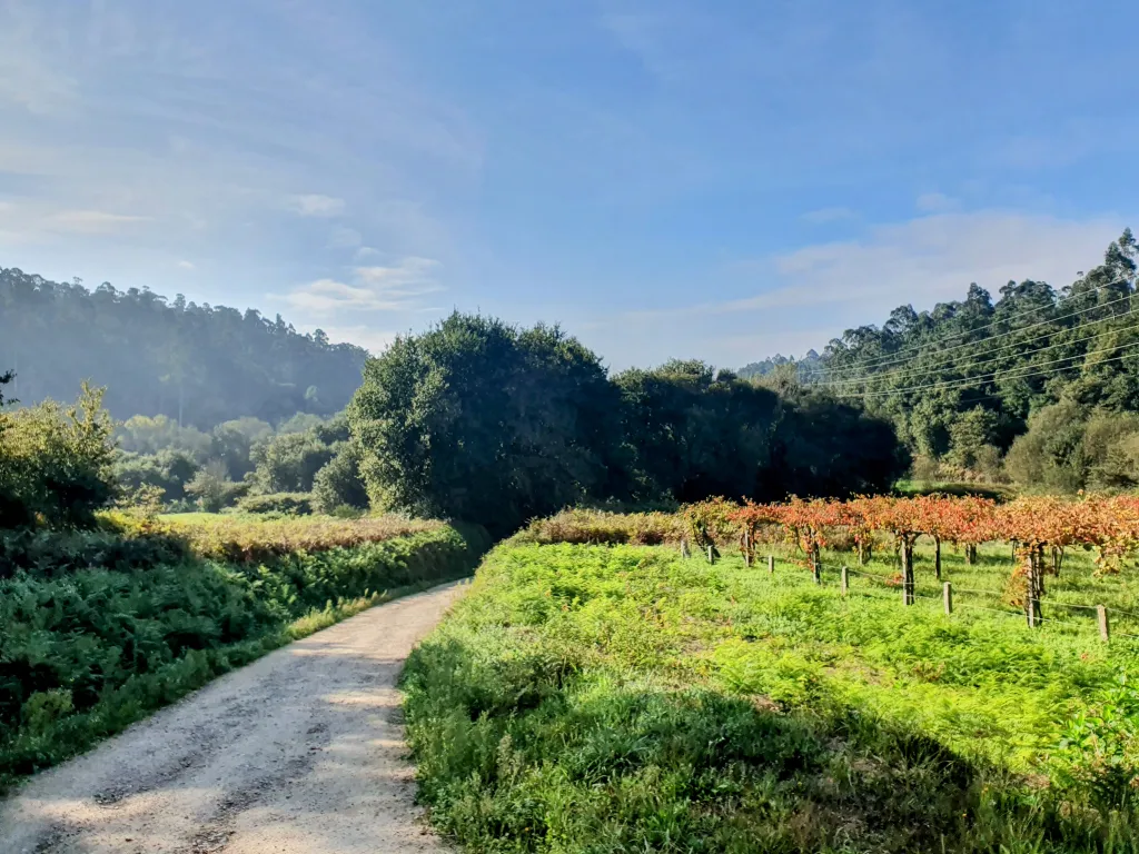 Gravel path winds through a lush vineyard and green fields under a blue sky, with trees and hills in the distance.