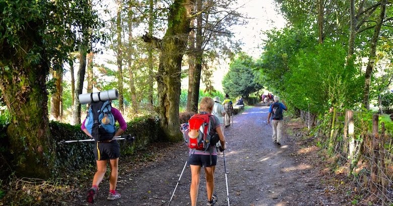 Group of hikers with backpacks walking along a tree-lined gravel path in a forest on a sunny day.