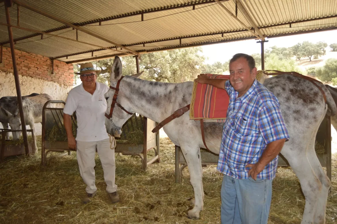 Two men stand beside a saddled gray horse in a shaded barn; one wears a white polo and hat, the other a blue plaid shirt and jeans.