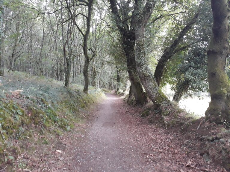 Oler, tocar y escuchar el Camino de Santiago