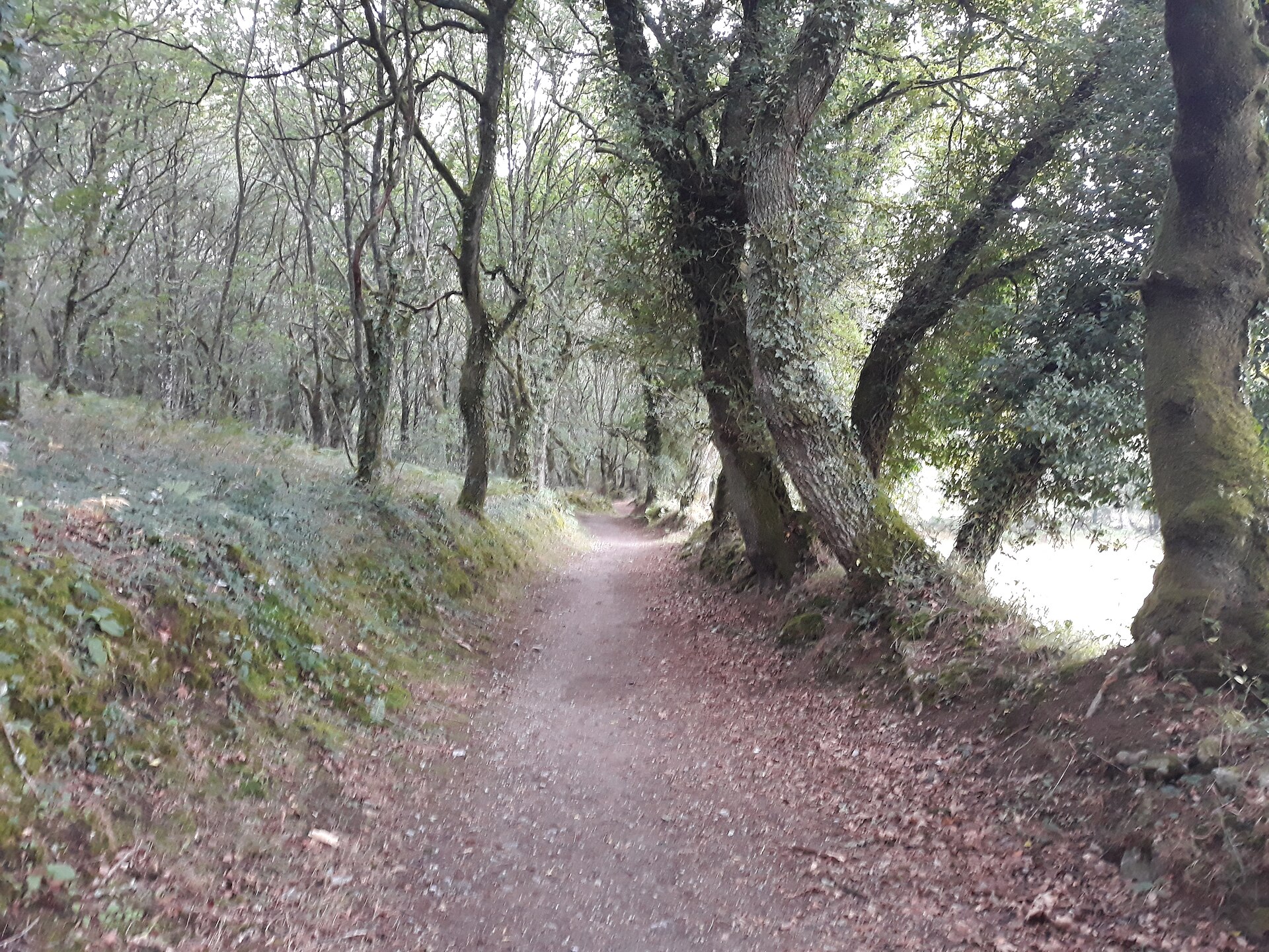 Path between oaks in a Galician carballeira of the Camino
