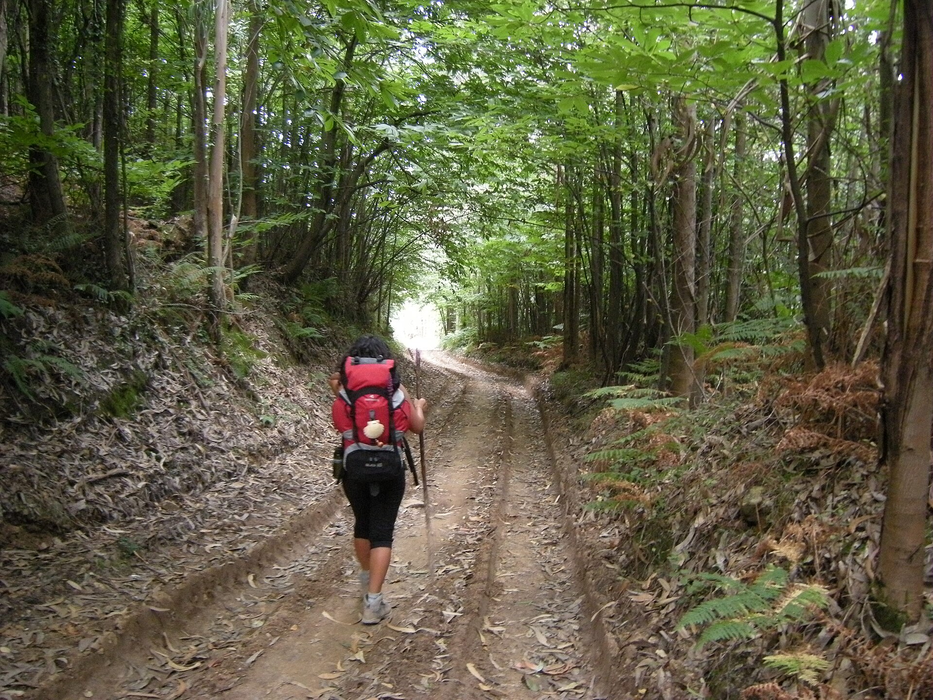 Pilgrim with backpack on a trail of the Camino del Norte