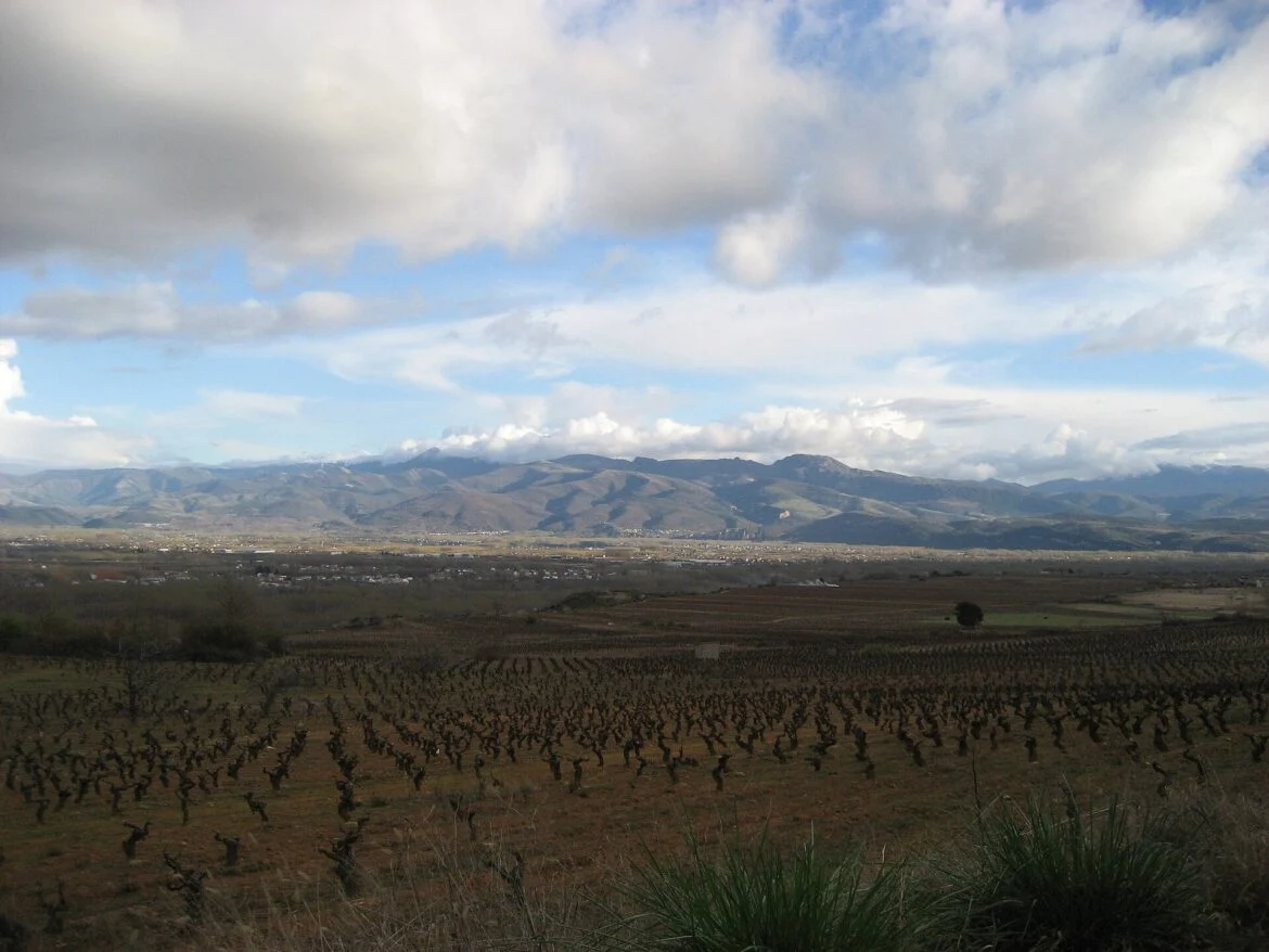 Vinyes bercianes